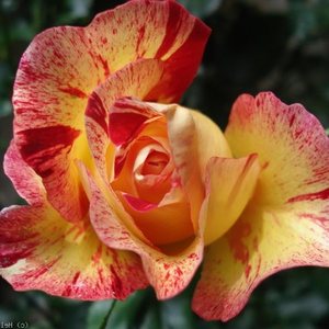 Желтая красными полосками - Роза флорибунда 